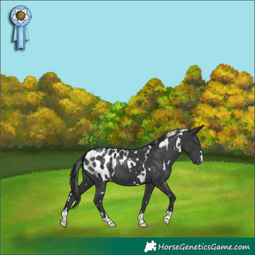 Horse Color:White Spotted Black Blanket