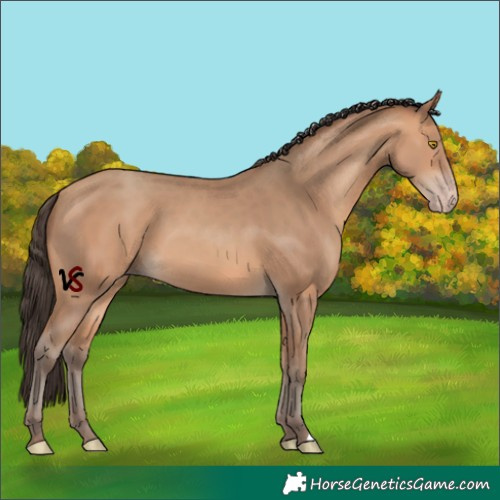 Horse Color:Unknown 