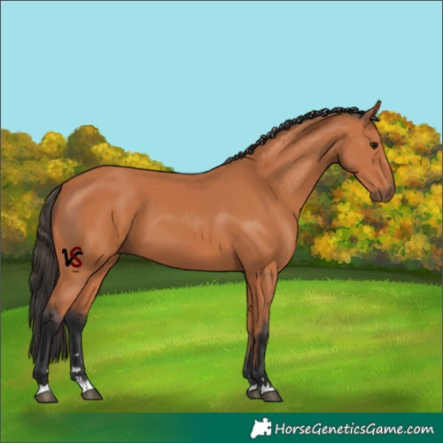 Horse Color:Unknown 