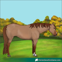 Horse Color:Red Dun Rabicano