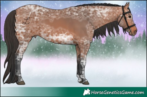 Horse Color:Bay Ice 