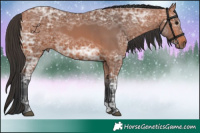 Horse Color:Bay Ice 