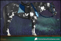 Horse Color:White Spotted Black 