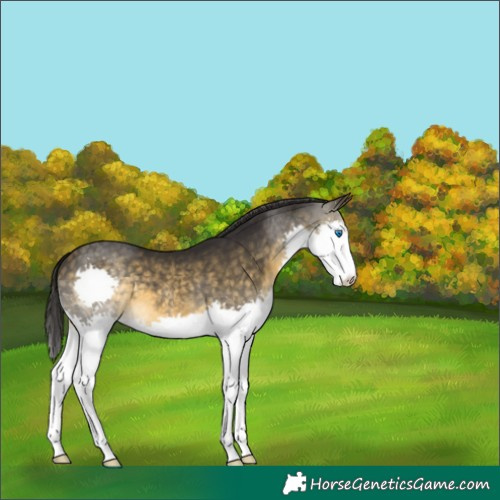 Horse Color:Buckskin Splash 