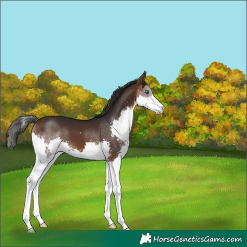 Horse Color:White Spotted Brown Splash 