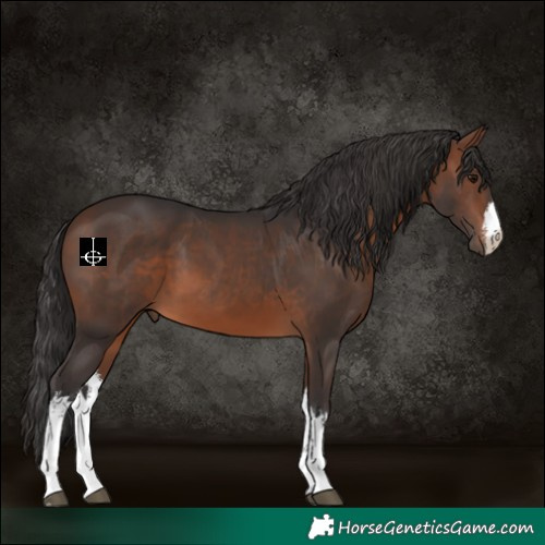 Horse Color:White Spotted Brown 