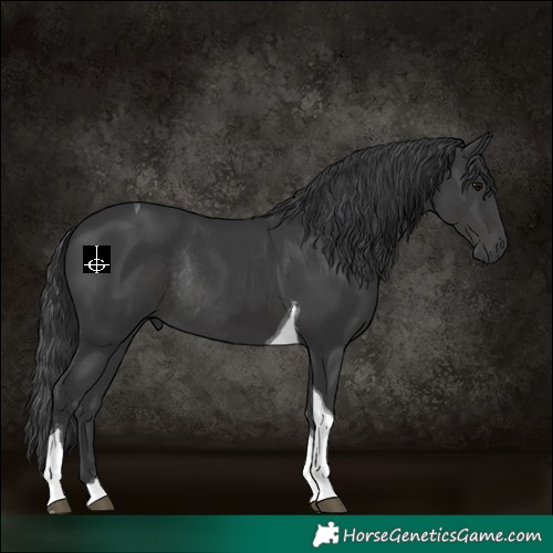 Horse Color:Black Tobiano Rabicano 