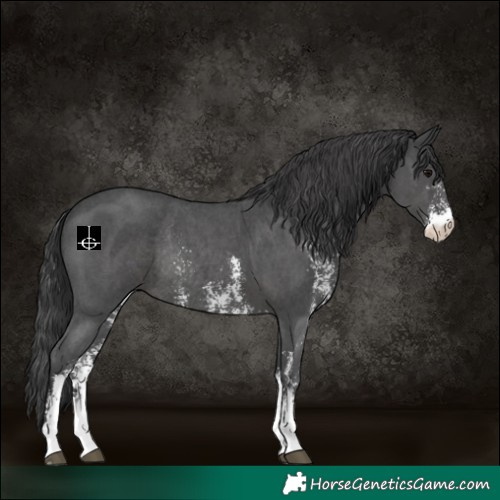 Horse Color:Black Sabino Rabicano 