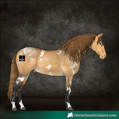 Horse Color:White Spotted Buckskin Dun Varnish 