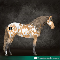 Horse Color:Buckskin Near Leopard 