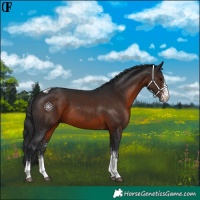 Horse Color:White Spotted Brown Tobiano Rabicano 