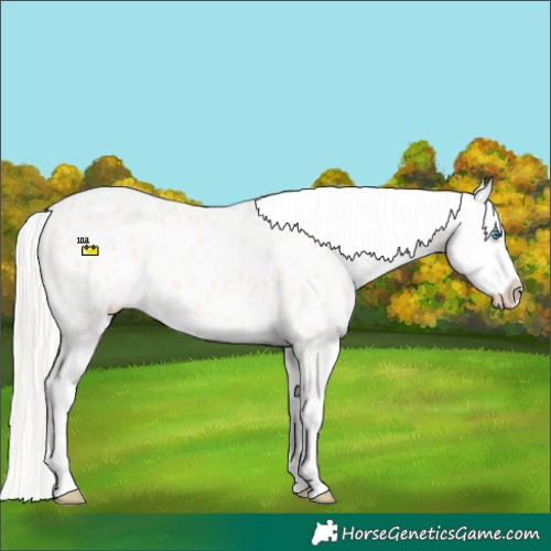Horse Color:Cremello Near Leopard 