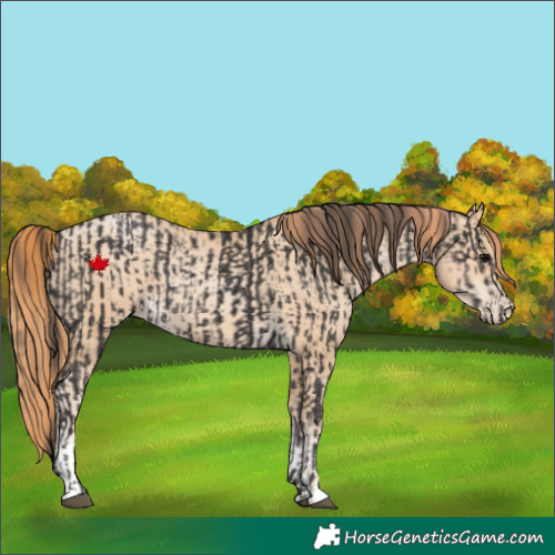 Horse Color:Smoky Black and Smoky Black Pearl