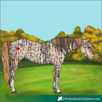 Horse Color:Smoky Black and Smoky Black Pearl