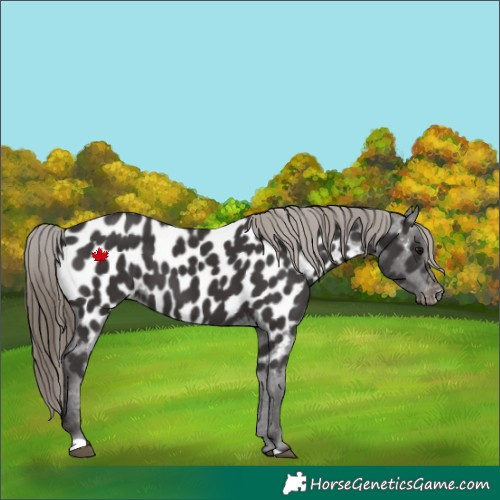 Horse Color:Smoky Black Near Leopard 