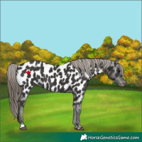 Horse Color:Smoky Black Near Leopard 