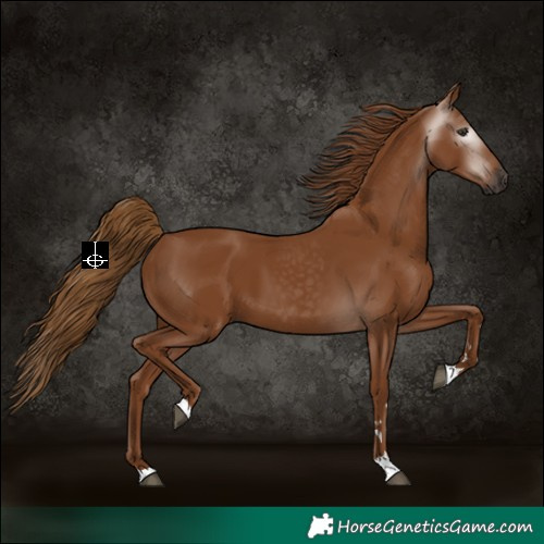 Horse Color:Gray Chestnut