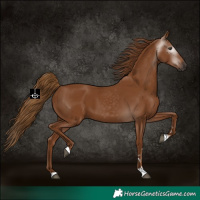 Horse Color:Gray Chestnut 