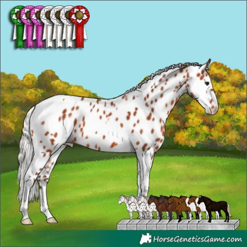 Horse Color:Silver Bay Tobiano Appaloosa 