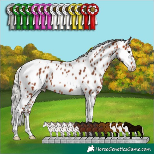 Horse Color:Silver Bay Tobiano Appaloosa 