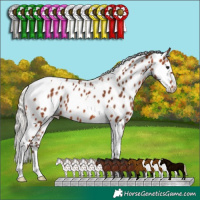 Horse Color:Silver Bay Tobiano Appaloosa 