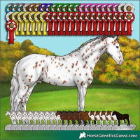 Horse Color:Silver Bay Tobiano Appaloosa 