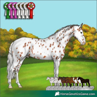 Horse Color:Silver Bay Tobiano Appaloosa