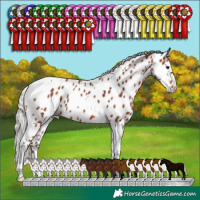Horse Color:Silver Bay Tobiano Appaloosa