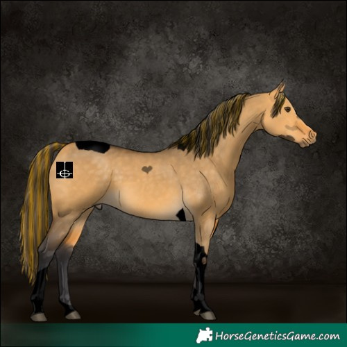 Horse Color:Void Painted Buckskin Dun Tobiano 