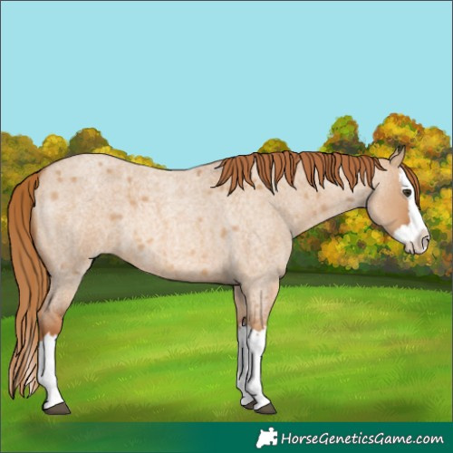 Horse Color:Red Dun Roan Splash 