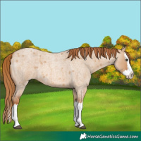Horse Color:Red Dun Roan Splash 