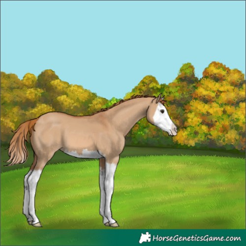 Horse Color:Red Dun Splash 