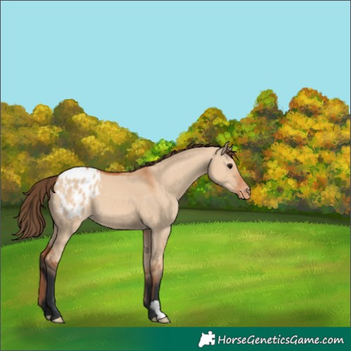 Horse Color:Bay Dun Blanket 