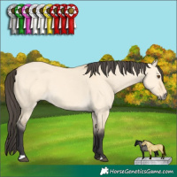 Horse Color:Buckskin Dun 