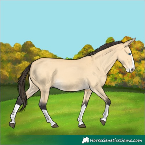 Horse Color:Buckskin Dun Splash 