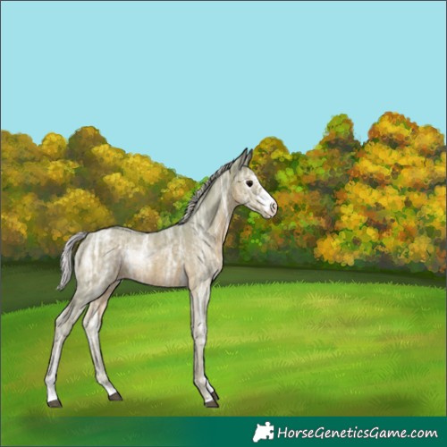Horse Color:Watercolor Silver Black Ice Sabino Rabicano 