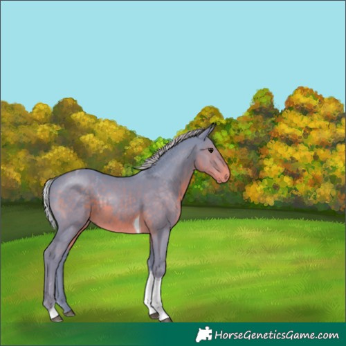 Horse Color:Watercolor Silver Smoky Black Tobiano Rabicano