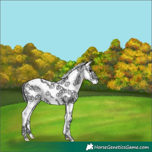 Horse Color:White Spotted Black Ice Sabino Rabicano 