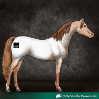 Horse Color:Red Dun Near Fewspot  and Red Dun Near Fewspot 