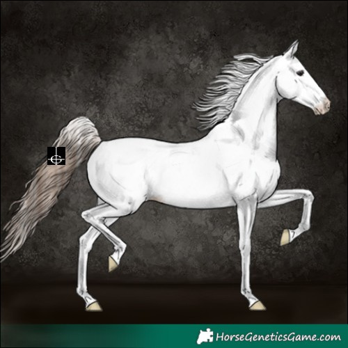 Horse Color:White Spotted Bay Dun Appaloosa 