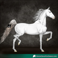 Horse Color:White Spotted Bay Dun Appaloosa 