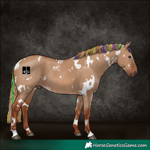 Horse Color:Painted White Spotted Red Dun Rabicano 