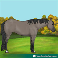 Horse Color:Grullo 