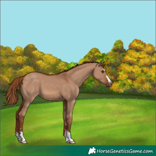 Horse Color:Red Dun 