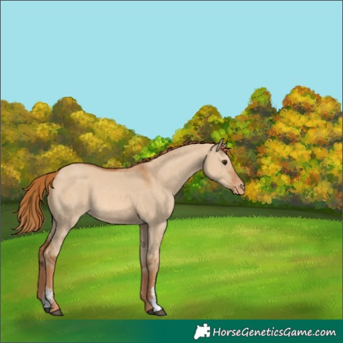 Horse Color:Red Dun Sabino Varnish 