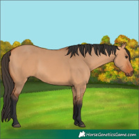 Horse Color:Bay Dun 