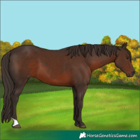 Horse Color:Liver Chestnut