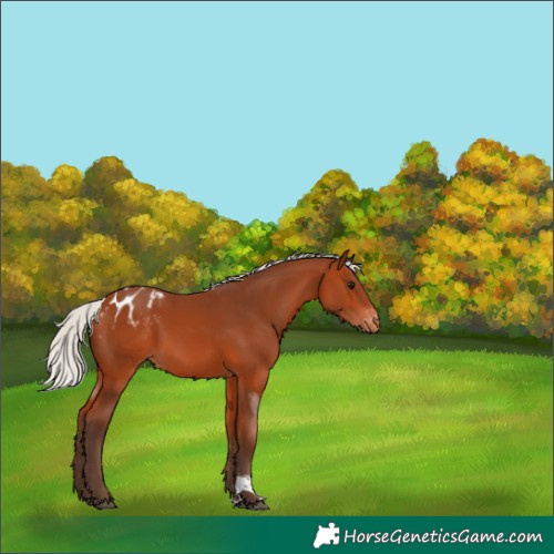 Horse Color:Silver Bay Tobiano Blanket 