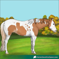 Horse Color:Chestnut Splash Tobiano 