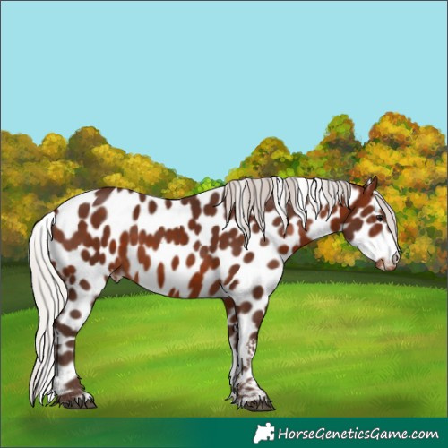 Horse Color:Silver Brown Tobiano Appaloosa 
